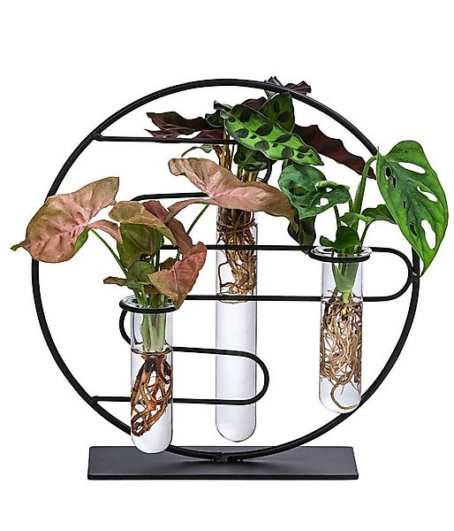 Dehner Zimmerpflanze Waterplant - Set Dubai, je 1x - Monstera, Balsamapfel, günstig online kaufen