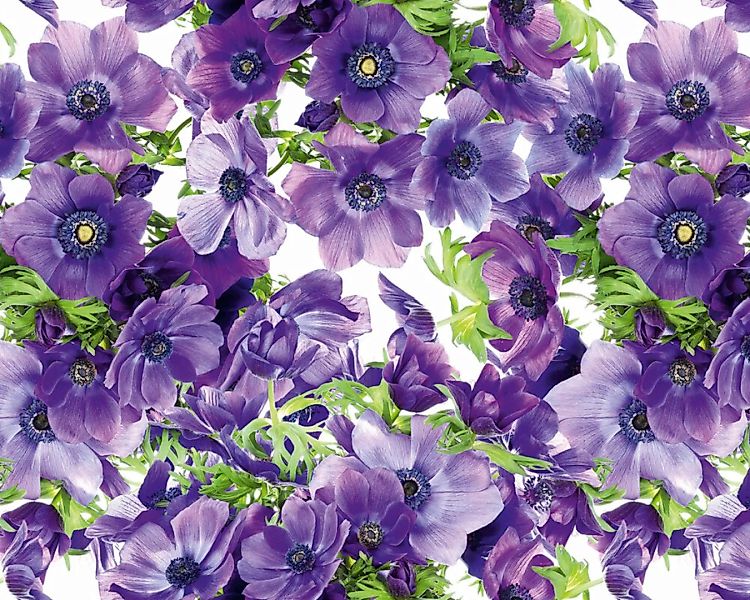 Fototapete "Blumen violett" 4,00x2,50 m / Glattvlies Brillant günstig online kaufen