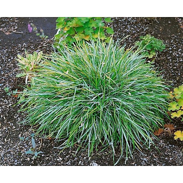 Sesleria Albicans Blaugras Ca. 9x9 cm Topf günstig online kaufen