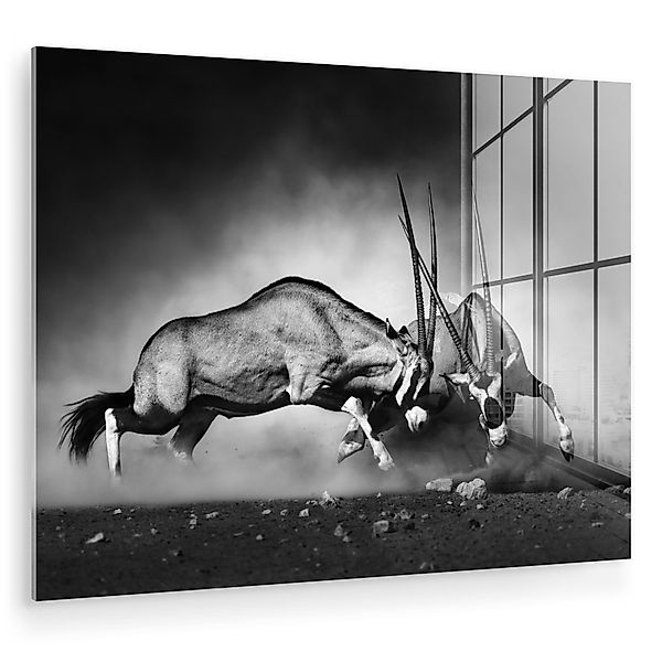 MuchoWow Acrylglasbild Antilope - Schwarz und günstig online kaufen