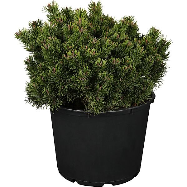 OBI Zwergkiefer Klostergrün Höhe ca. 20 - 30 cm Topf ca. 4,6 l Pinus mugo günstig online kaufen