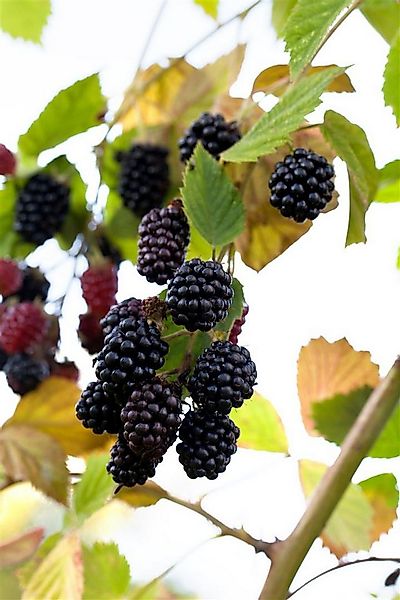 Pflanzen für Dich Obstpflanze Rubus frut. Navaho, 1 St., Brombeere, Gartenb günstig online kaufen