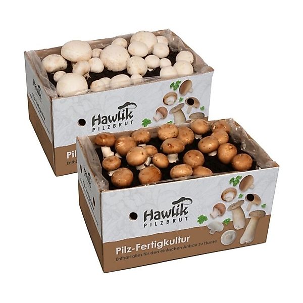 Hawlik Pilzbrut Pilzzuchtset-Bundle für Champignons mit 2 Großen Zuchtsets günstig online kaufen