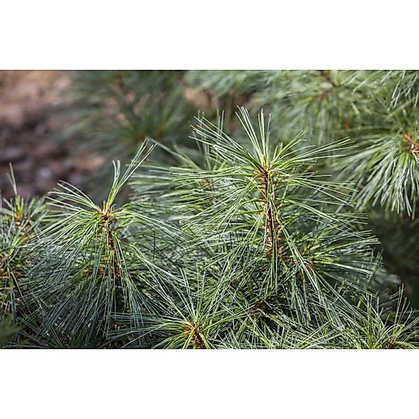 Pinus Wallichiana Nana Himalaya-Kiefer Kompakt 50–60 cm günstig online kaufen
