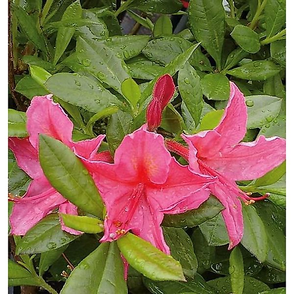 Hochstamm Rhododendron Jolie Madame 80-100cm - Rhododendron viscosum günstig online kaufen