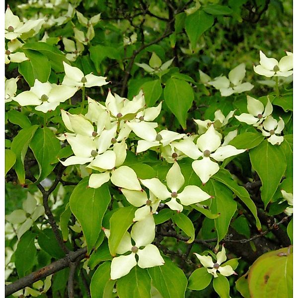 Chinesischer Blumen Hartriegel Nicole 40-60cm - Cornus kousa günstig online kaufen