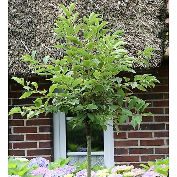 Hochstamm Korkflügelstrauch 100-125cm - Euonymus phellomanus günstig online kaufen