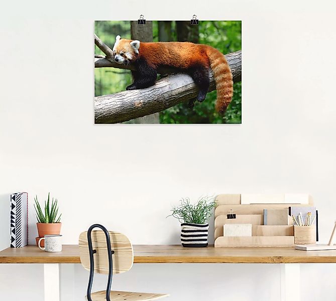 Artland Wandbild "Roter Panda", Wildtiere, (1 St.), als Poster, Wandaufkleb günstig online kaufen