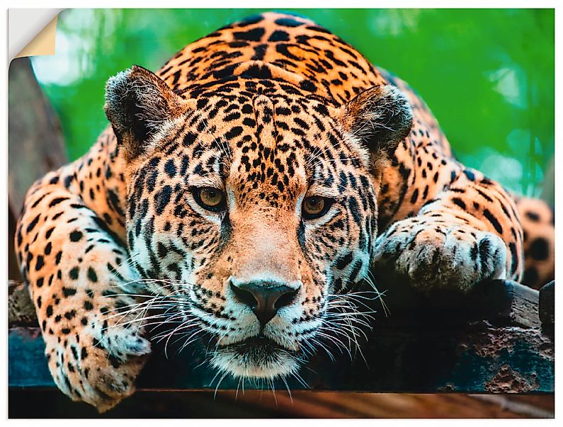 Artland Wandbild "Südamerikanischer Jaguar", Wildtiere, (1 St.), als Alubil günstig online kaufen