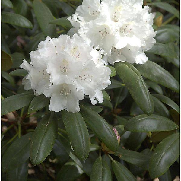 INKARHO - Rhododendron Falling Snow 20-25cm - Alpenrose günstig online kaufen