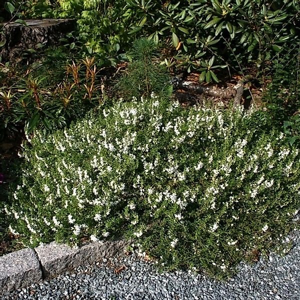 Winter-Bohnenkraut - Satureja spicigera günstig online kaufen