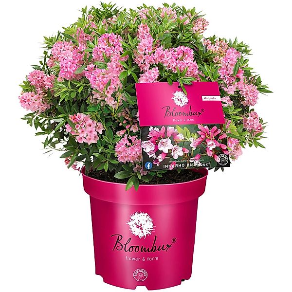 Zwerg-RhododendronBloombux Magenta Höhe ca. 10 - 30 cm Topf ca. 5 l günstig online kaufen