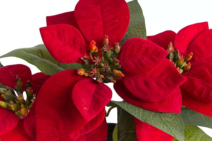 Botanic-Haus Kunstblume "Poinsettie mit 6 Blüten" günstig online kaufen