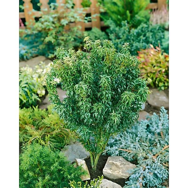 Acer Palmatum Little Princess Japanischer Ahorn Kompakt 30–40 cm günstig online kaufen