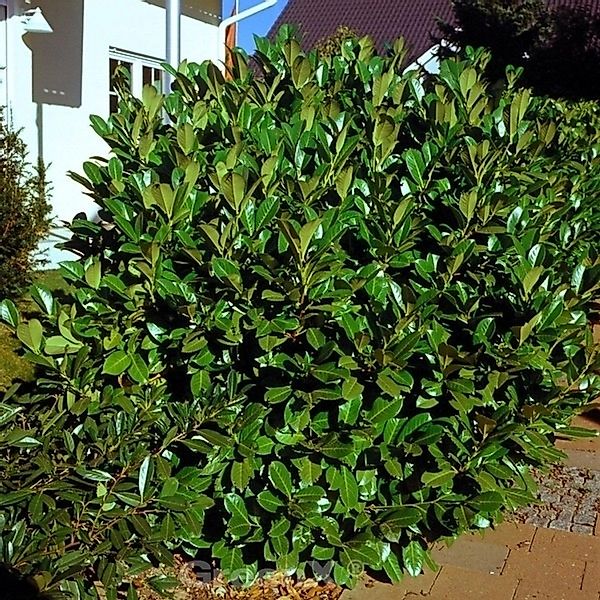 Kirschlorbeer Rotundifolia 80-100cm - Prunus laurocerasus günstig online kaufen