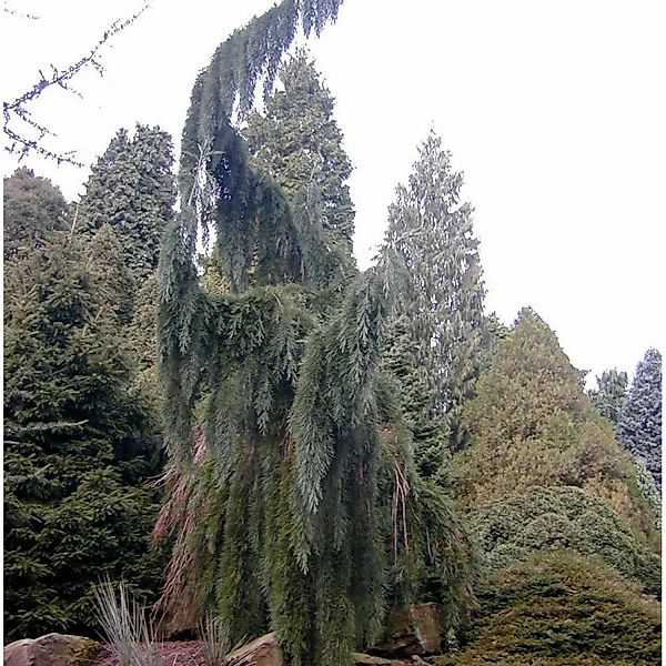 Überhängender Mammutbaum 80-100cm - Sequoiadendron giganteum günstig online kaufen