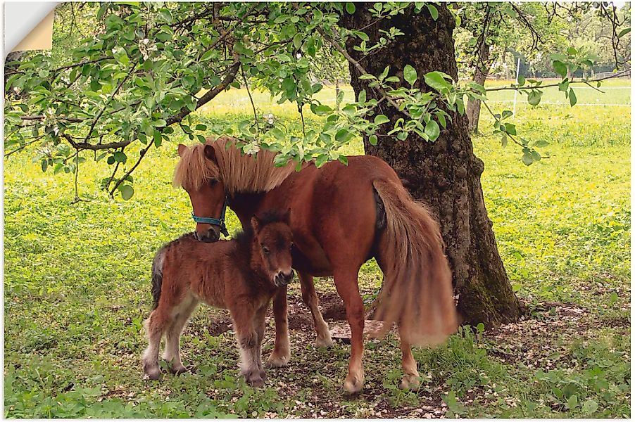 Artland Wandbild "Pony - Mutterglück", Haustiere, (1 St.), als Alubild, Out günstig online kaufen