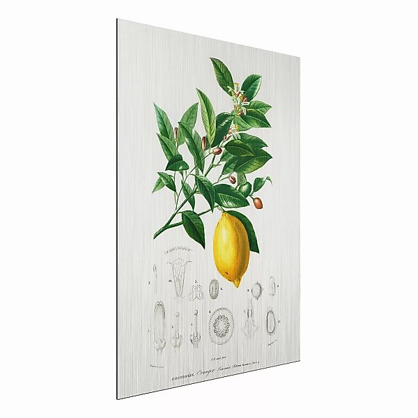 Alu-Dibond Bild Küche - Hochformat 3:4 Botanik Vintage Illustration Zitrone günstig online kaufen