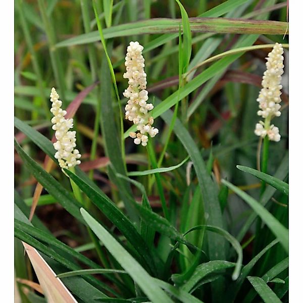 Lilientraube Monroe White - Liriope muscaria günstig online kaufen