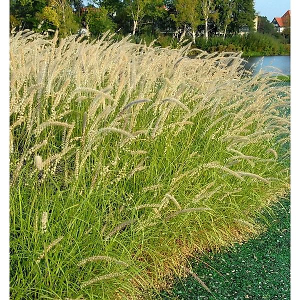 Lampenputzergras - Pennisetum orientale günstig online kaufen