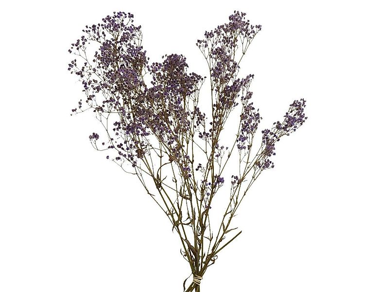 Trockenblume, Decoris season decorations, Trockenblumen Strauß günstig online kaufen