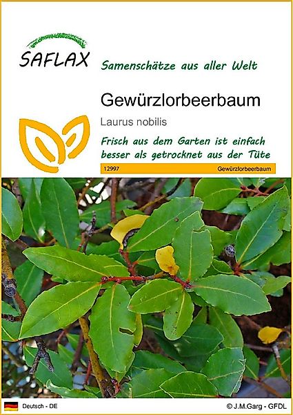SAFLAX Blumensamen SAFLAX - Samen - Gewürzlorbeerbaum günstig online kaufen
