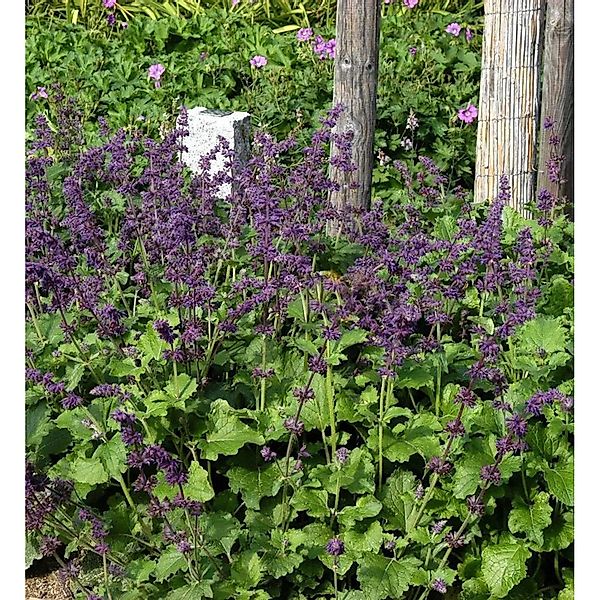 Quirlblütiger Salbei Purple Rain - Salvia verticillata günstig online kaufen
