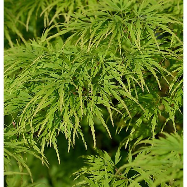 Hochstamm Fächerahorn Dissectum Viridis 80-100cm - Acer palmatum günstig online kaufen