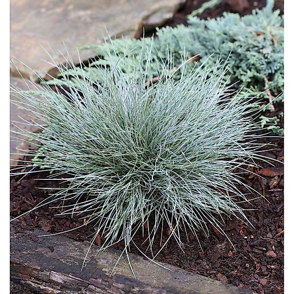 Blauschwingel Elijah Blue - Festuca cinerea günstig online kaufen