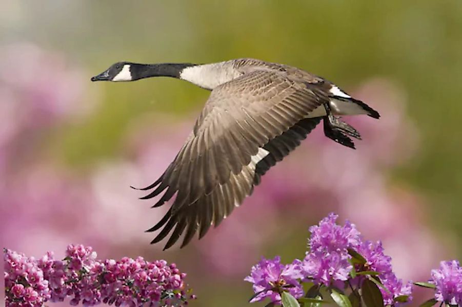 Papermoon Fototapete »Vogel mit Blumen« günstig online kaufen