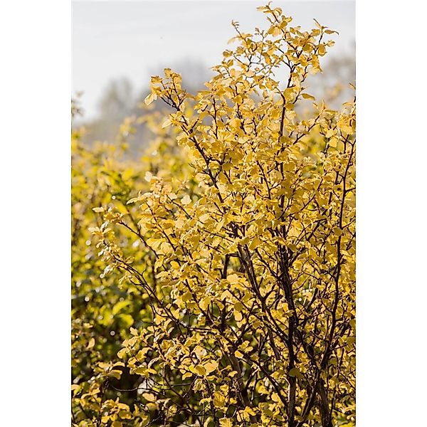 Physocarpus Opulifolius Nugget Blasenspiere Goldgelb 40–60 cm günstig online kaufen