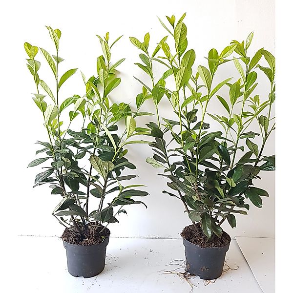 Pflanzen-Boering 10 Prunus Caucasica Höhe 60-80 cm Kirschlorbeer-Pflanzen günstig online kaufen