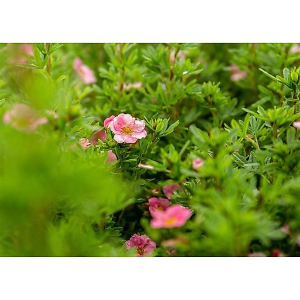 Potentilla Fruticosa Bellissima Fingerstrauch Rosa Blüten 30–40 cm günstig online kaufen