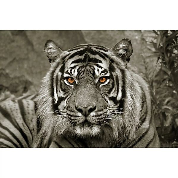 Bönninghoff Keilrahmenbild Tiger B/L: ca. 118x78 cm günstig online kaufen