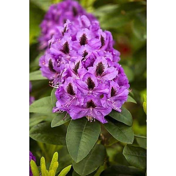 Rhododendron Hybr. Orakel Rhododendron Rot 30–40 cm günstig online kaufen