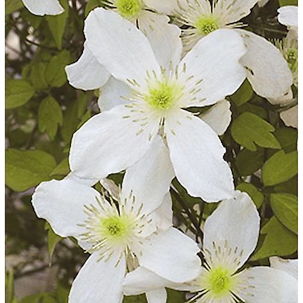 Immergrüne Duft Waldrebe Early Sensation 40-60cm - Clematis günstig online kaufen