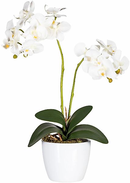 Kunstpflanze Phalaenopsis Orchidee, Creativ green, Höhe 50 cm günstig online kaufen
