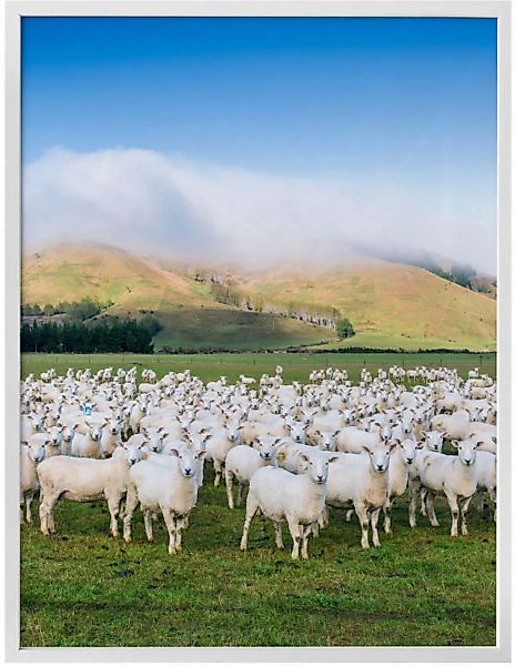 Wall-Art Poster "Schafherde Neuseeland", Tiere, (1 St.) günstig online kaufen