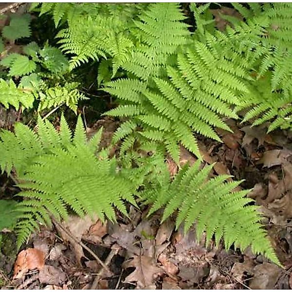 Wald Frauenfarn - Athyrium filix femina günstig online kaufen