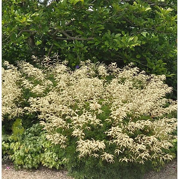 Zwerg Geißbart Woldemar Meier - Aruncus aethusifolius günstig online kaufen