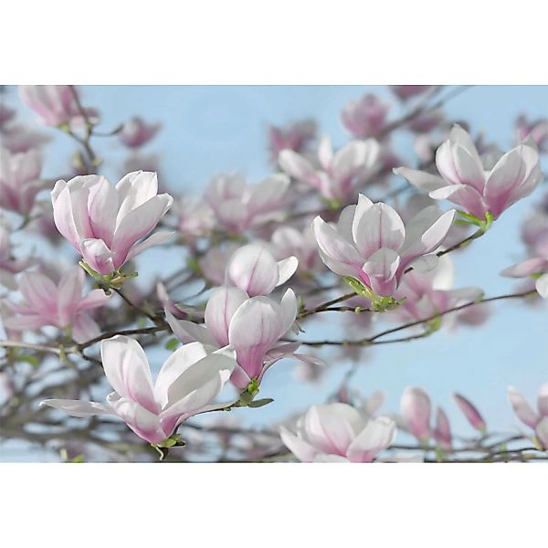 Komar Fototapete Magnolia 368 cm x 254 cm FSC® günstig online kaufen