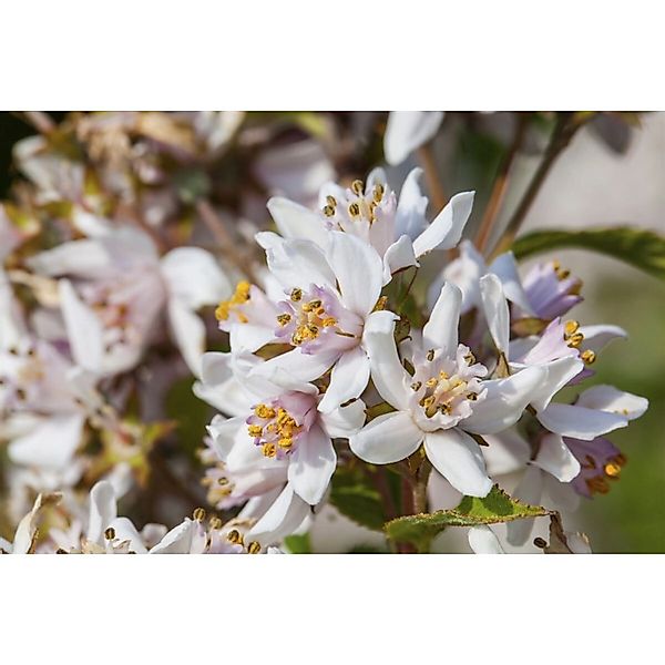 Deutzia Kalmiiflora Maiblumenstrauch 3 L 40- 60 günstig online kaufen