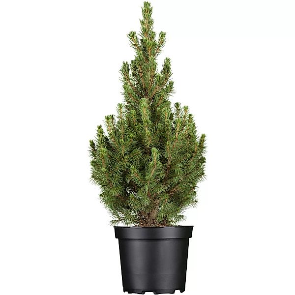 OBI Zuckerhutfichte Conica Höhe ca. 20 - 30 cm Topf ca. 2 l Picea günstig online kaufen