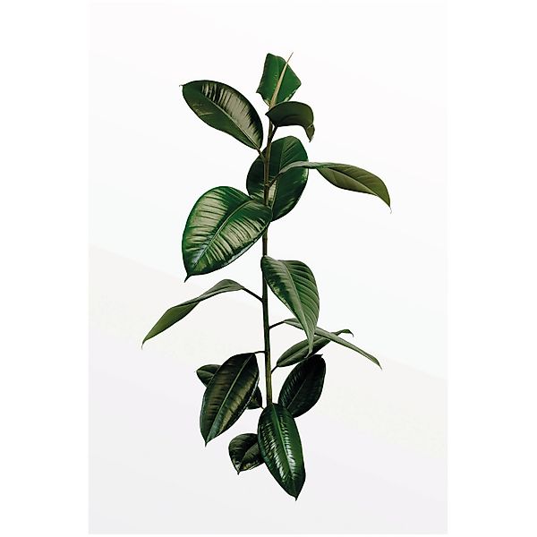 Komar Bild "Ficus Branch" Pflanzen 1 Stk. tlg. Wandbild zur Dekoration - oh günstig online kaufen