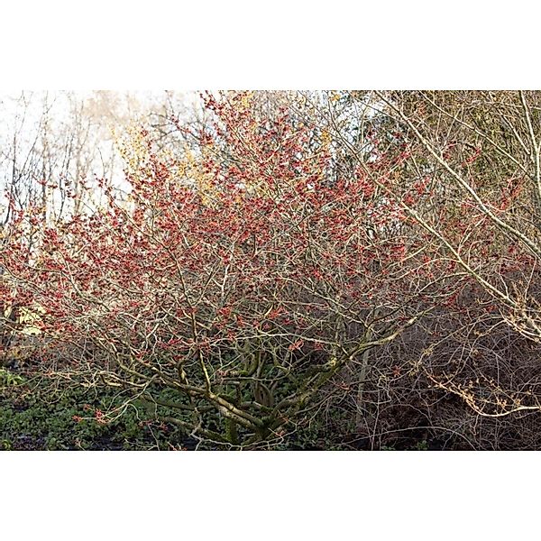 Hamamelis Intermedia Feuerzauber Zaubernuss Leuchtend Rot 40–60 cm günstig online kaufen