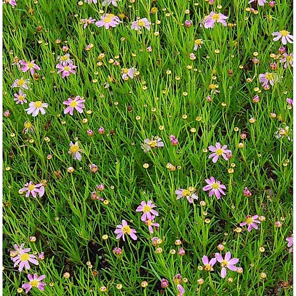 Rosablühendes Schönauge American Dream - Coreopsis rosea günstig online kaufen