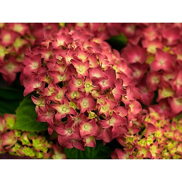 Bauernhortensie Red Reggae Rot Höhe ca. 50 - 60 cm Topf ca. 5 l Hydrangea günstig online kaufen