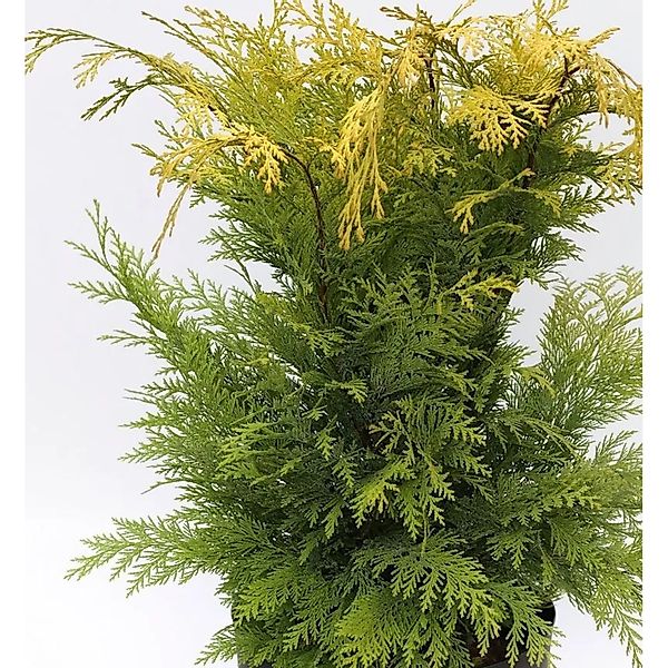 Gelbe Gartenzypresse Stardust 80-100cm - Chamaecyparis,awsoniana günstig online kaufen