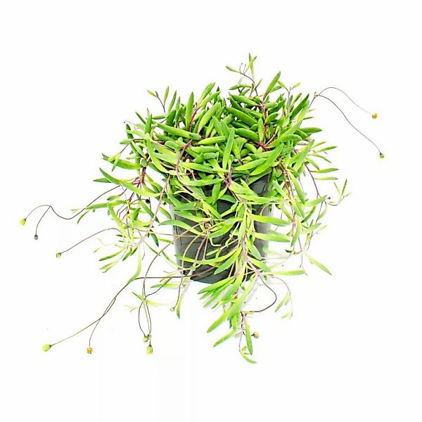 Exotenherz Senecio Herreianus Purple Flush im 12cm Topf günstig online kaufen