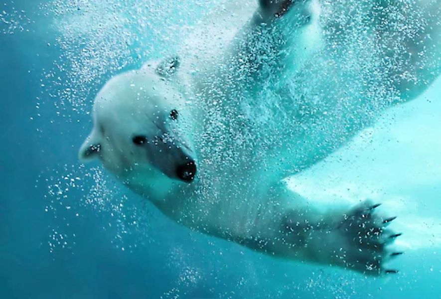 Papermoon Fototapete »Eisbär unterwasser« günstig online kaufen